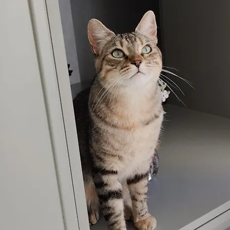 Angelina La Baule-Escoublac